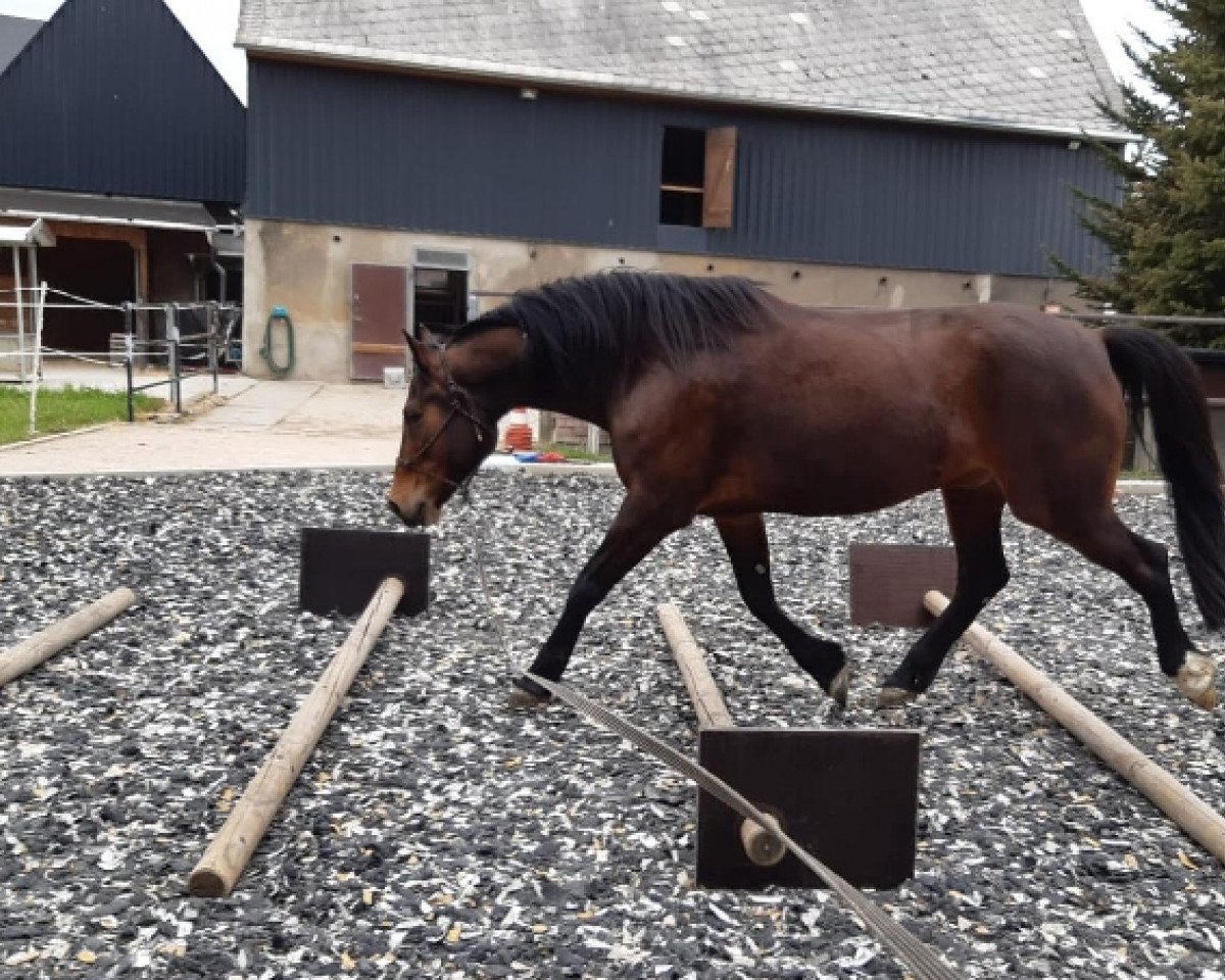 Pferd Baio (Kleines deutsches Reitpferd, 2009)