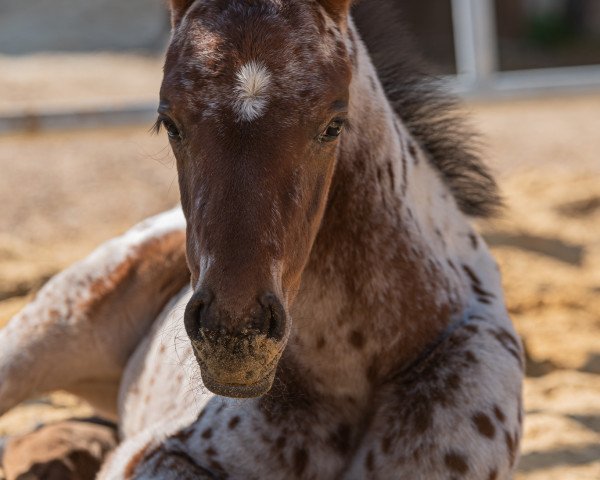 stallion Casimir vom Mond (Pinto, 2020, from Carlsson vom Dach)