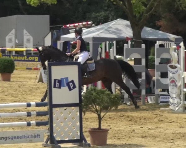 Reitturnier Viersen-Dülken 2015