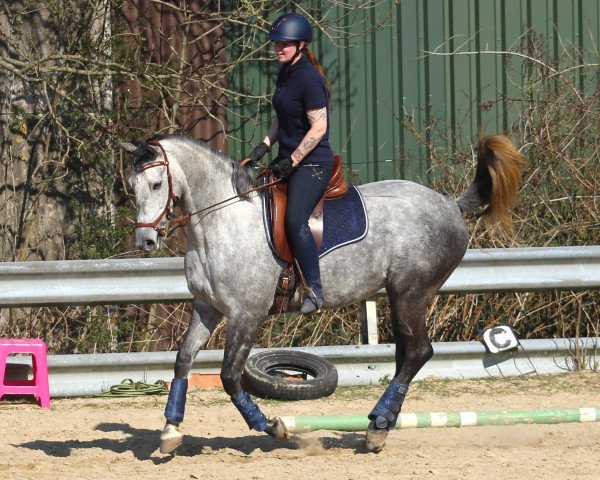 horse Kimara RB (Oldenburg, 2014, from Kardinal)