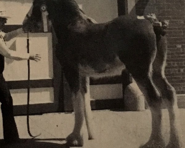 horse Maplewood Commodore's Lisa (Clydesdale, 1986, from Solomon's Commodore)
