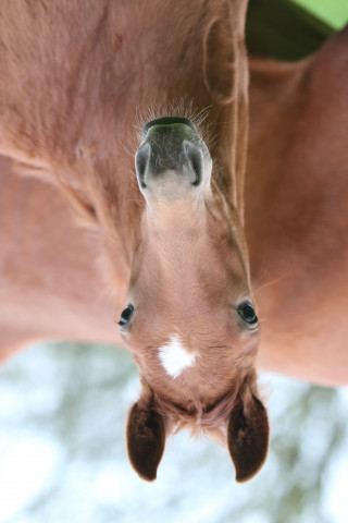 horse Qietscheentchen (Hanoverian, 2018, from Quaterback)
