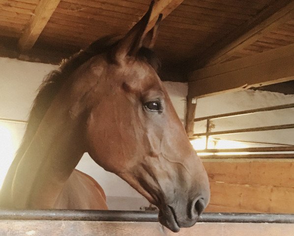 horse Vegas Lucado (Hanoverian, 2011, from Van Helsing)
