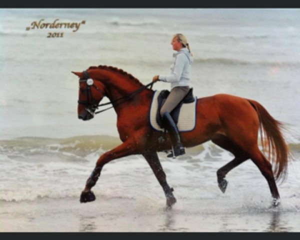stallion Wild Soul (Hanoverian, 2002, from Weltmeyer)