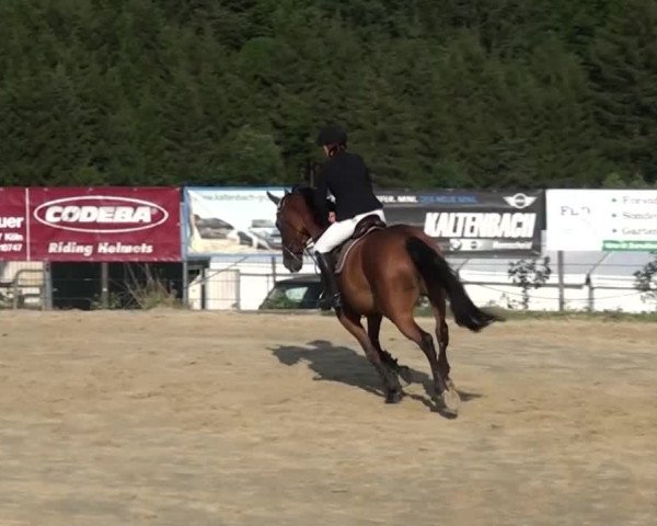 Reitturnier Lindlar-Süttenbach 2015