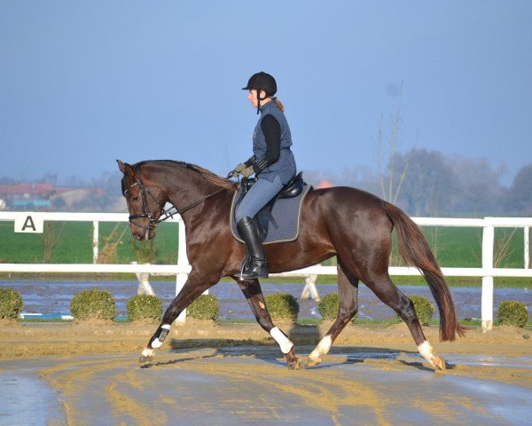 broodmare Arienne (Rhinelander, 2011, from Aaron) broodmare Arienne (Rhinelander, 2011, from Aaron)