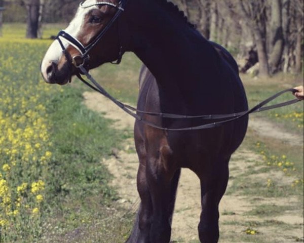 Dressurpferd Mr. Schoko (Deutsches Reitpony, 2016, von FS Mr. Right) Dressurpferd Mr. Schoko (Deutsches Reitpony, 2016, von FS Mr. Right)