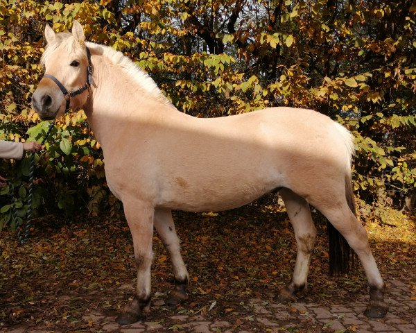 Pferd Gracieux d'Ober (Fjordpferd, 2016, von Kaulier)