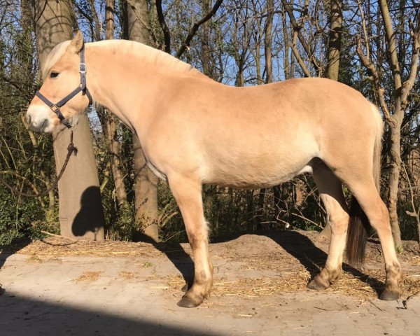 Pferd Herco d'ober (Fjordpferd, 2017, von Torsetblakken)