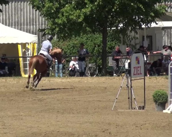 Reitturnier Grefrath - Reitanlage Heitzerend 2015