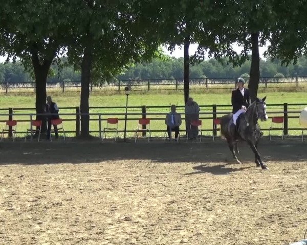 Reitturnier Grefrath - Reitanlage Heitzerend 2015