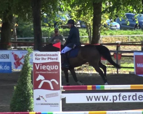 Reitturnier Grefrath - Reitanlage Heitzerend 2015
