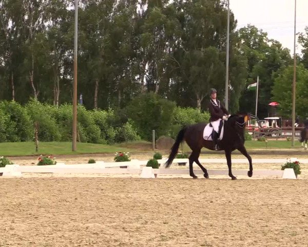 Reitturnier Münster-Roxel 2015