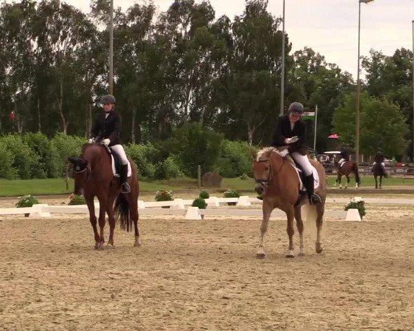 Reitturnier Münster-Roxel 2015