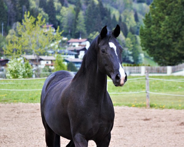 Zuchtstute Asira (Bayer, 2008, von Sir Donnerhall I) Zuchtstute Asira (Bayer, 2008, von Sir Donnerhall I)