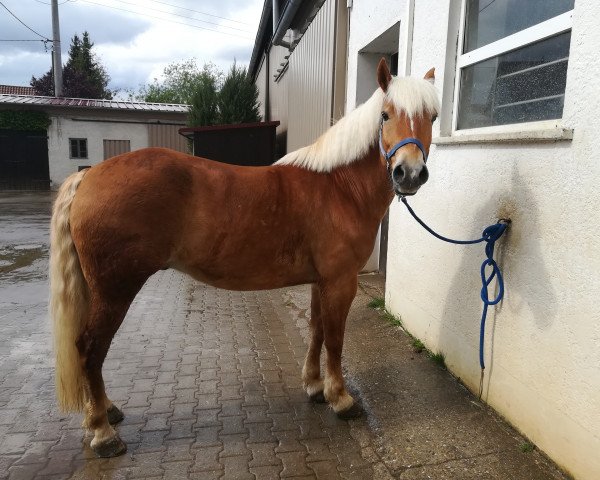 horse Anderl 2008 (Edelbluthaflinger, 2008, from Ambross) horse Anderl 2008 (Edelbluthaflinger, 2008, from Ambross)