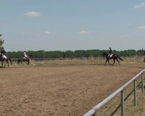 Reitturnier Grefrath - Reitanlage Heitzerend 2015