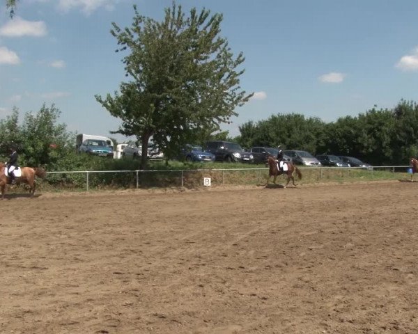 Reitturnier Grefrath - Reitanlage Heitzerend 2015