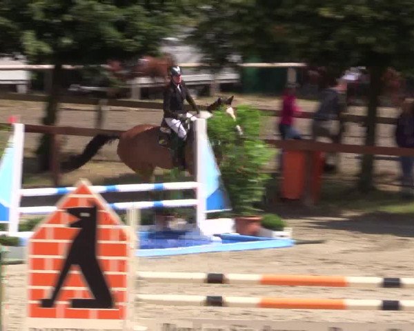 Reitturnier Münster-Roxel 2015