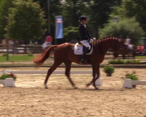 Reitturnier Münster-Roxel 2015