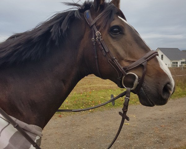 dressage horse Napoli 56 (German Sport Horse, 2011, from Neurit)