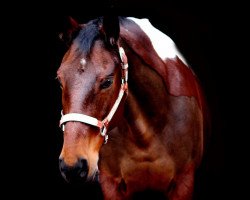 horse Jessie Polly Ann (Paint Horse, 1999)