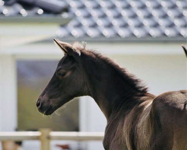 stallion Sagrantino (Trakehner, 2020, from E.H. Millennium)