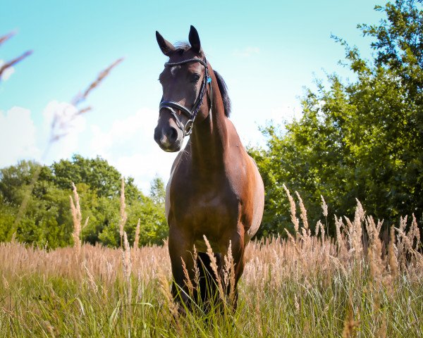 horse Bon Garcon (German Sport Horse, 2013, from Bon Bravour)