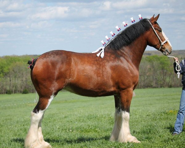broodmare Maple Hill Excitement (Clydesdale, 2008, from Armageddon's Lord Shadrach)