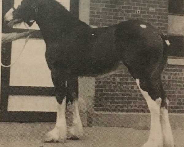 broodmare Maple Brook Lottie (Clydesdale, 1979, from Joyce's Highland Laddie)