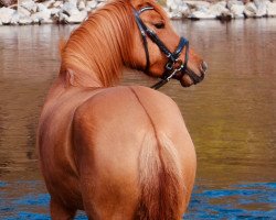 jumper Pinacolada von der Senne (German Riding Pony, 2015, from Principal Boy)