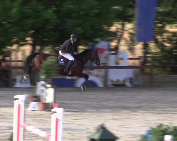 FEI Reitturnier Steinhagen (GER) 2015