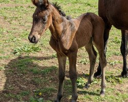 dressage horse Rockhampton (Hanoverian, 2020, from Rock Springs)