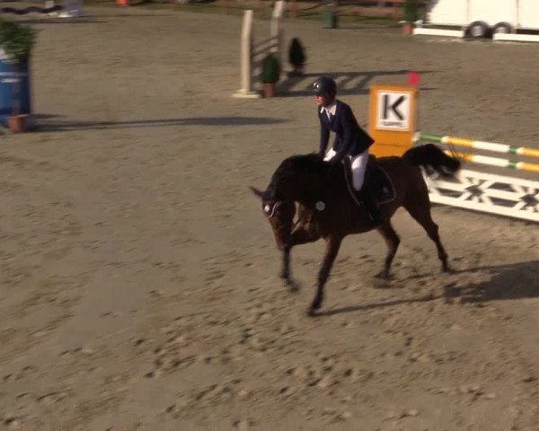 Reitturnier Münster-Roxel 2015