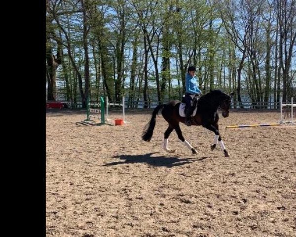 horse Filosofia (Hanoverian, 2012, from Fürst Romancier)