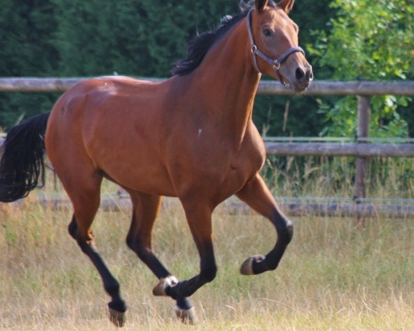 broodmare Belissima (Oldenburg, 2014, from Belissimo NRW)