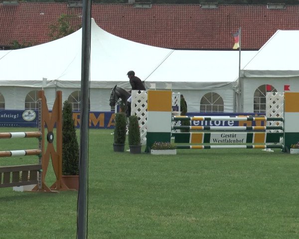 FEI Reitturnier Steinhagen (GER) 2015