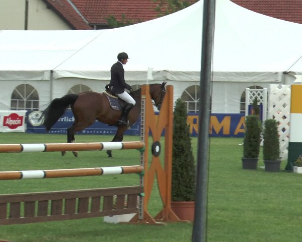 FEI Reitturnier Steinhagen (GER) 2015