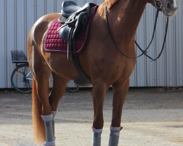 jumper Loving Lady Em (German Sport Horse, 2015, from Loving Dancer)