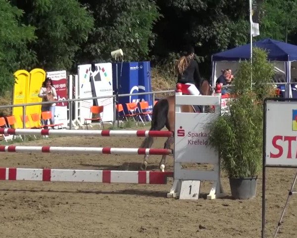 Reitturnier Grefrath - Reitanlage Heitzerend 2015