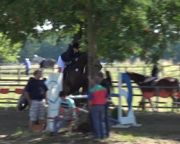 Reitturnier Grefrath - Reitanlage Heitzerend 2015