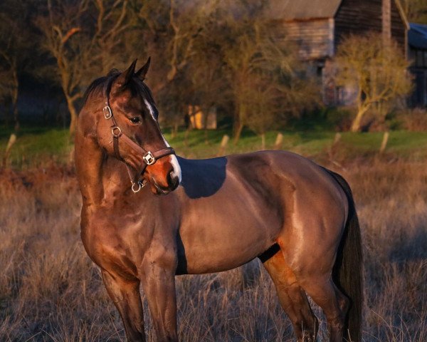 Springpferd Carisma 108 (Oldenburger Springpferd, 2006, von Conterno Grande)