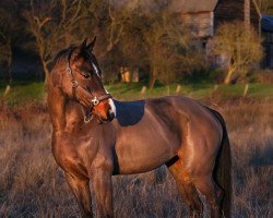 Springpferd Carisma 108 (Oldenburger Springpferd, 2006, von Conterno Grande)
