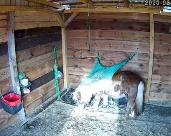 horse Rabila vom Purnitzgrund (Shetland Pony, 2004, from Bonito)