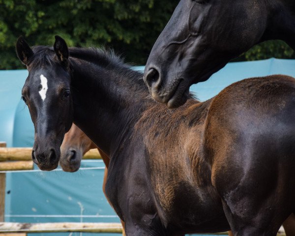 horse Stute von Baron / Don Cardinale (Oldenburg, 2019, from Blue Hors Baron)