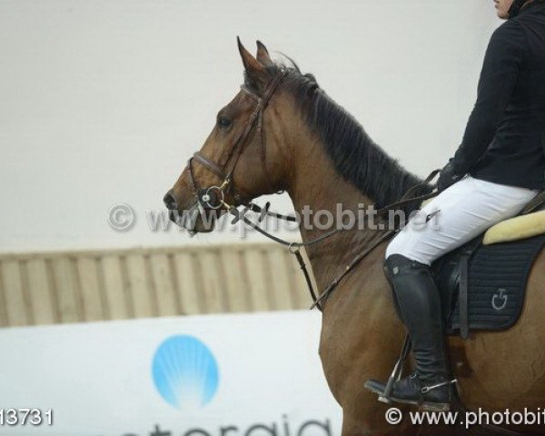 jumper Di Natale (KWPN (Royal Dutch Sporthorse), 2008, from L'Esprit)