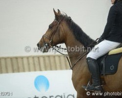 jumper Di Natale (KWPN (Royal Dutch Sporthorse), 2008, from L'Esprit)