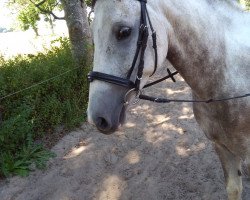 horse Santiago (Pinto / Small Riding Horse, 2014, from Shooting Star 22)