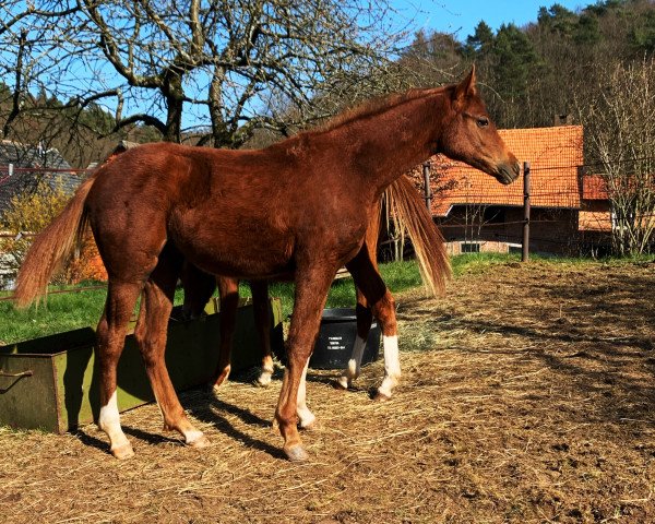 Pferd Benicio’s Benvolio (Hannoveraner, 2019, von Callaho's Benicio)