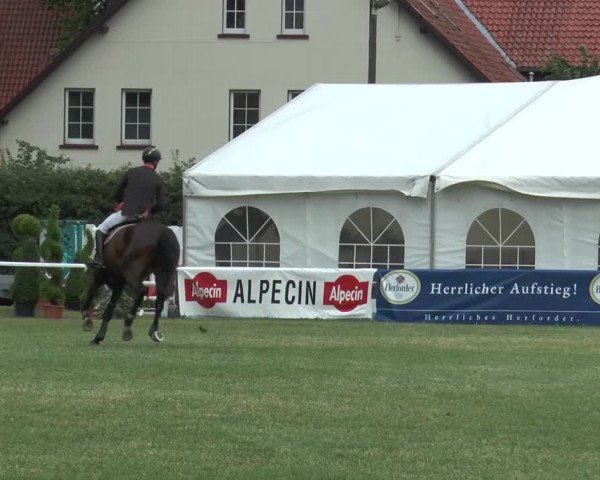 FEI Reitturnier Steinhagen (GER) 2015